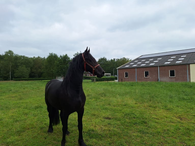 Fries paard Hengst 3 Jaar 162 cm Zwart in Dalen