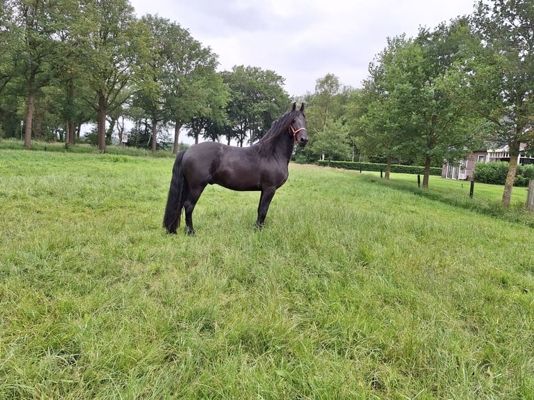 Fries paard Hengst 3 Jaar 162 cm Zwart in Dalen