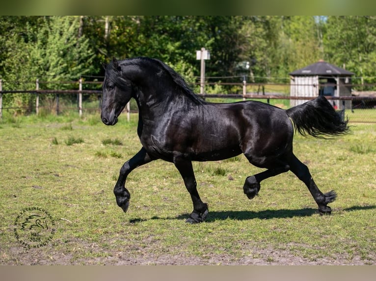 Fries paard Hengst 3 Jaar 163 cm in Drachten