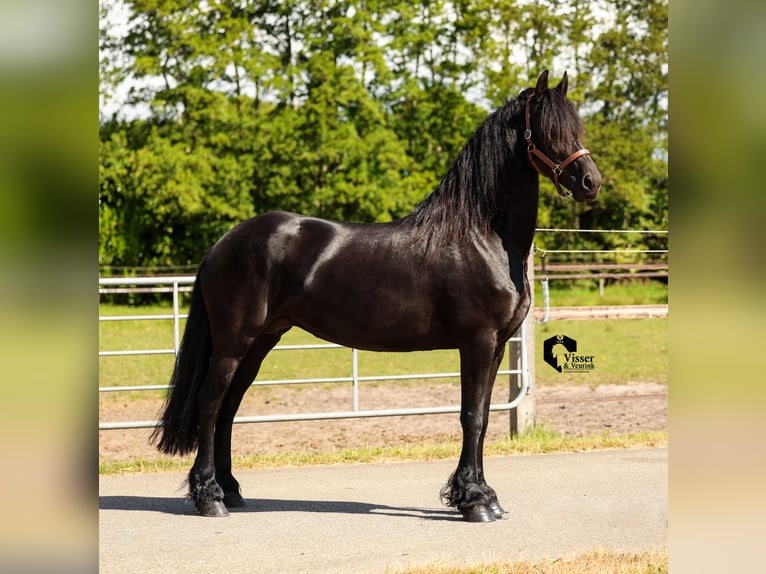 Fries paard Hengst 3 Jaar 163 cm in Drachten