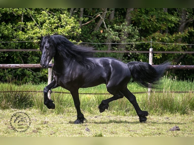 Fries paard Hengst 3 Jaar 163 cm in Drachten