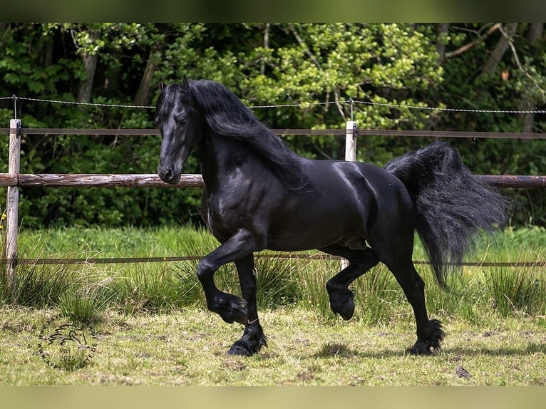 Fries paard Hengst 3 Jaar 163 cm in Drachten