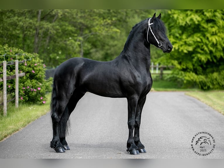 Fries paard Hengst 3 Jaar 163 cm in Drachten