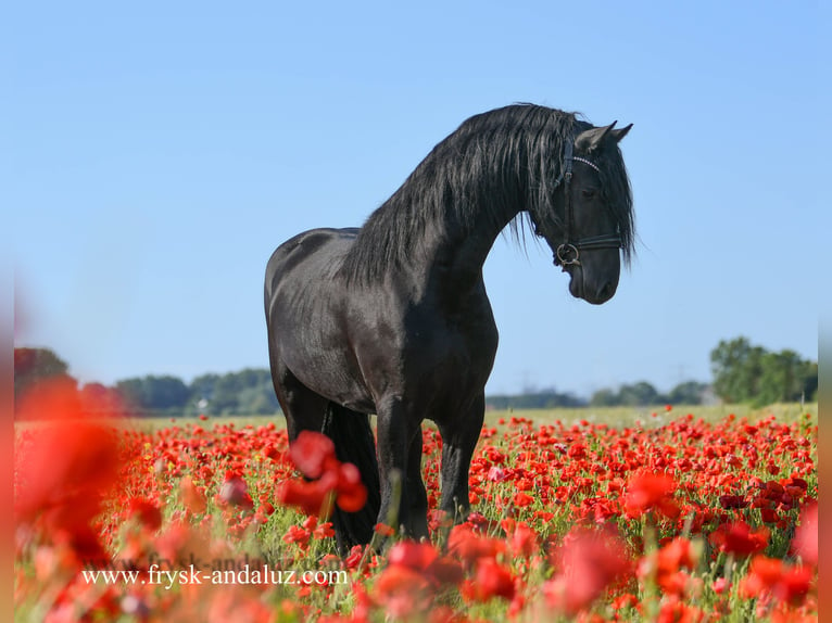 Fries paard Hengst 3 Jaar 163 cm Zwart in Mijnsheerenland