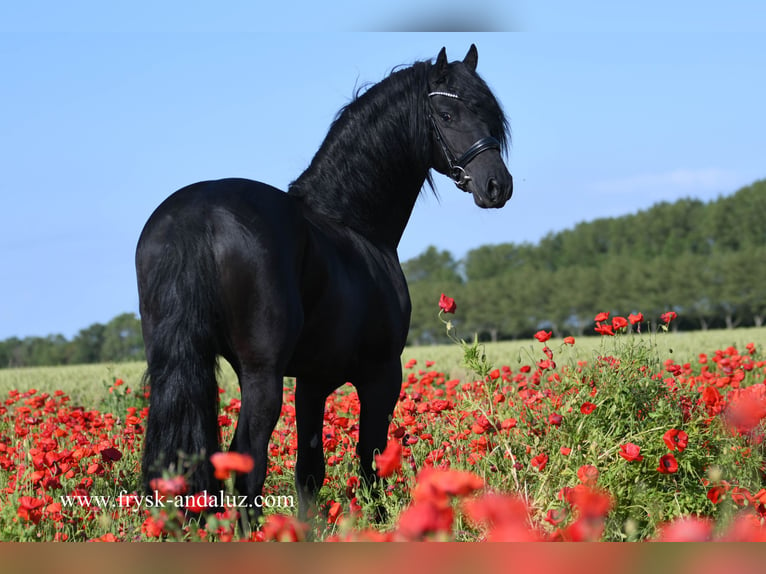 Fries paard Hengst 3 Jaar 163 cm Zwart in Mijnsheerenland
