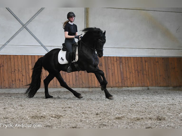Fries paard Hengst 3 Jaar 163 cm Zwart in Mijnsheerenland