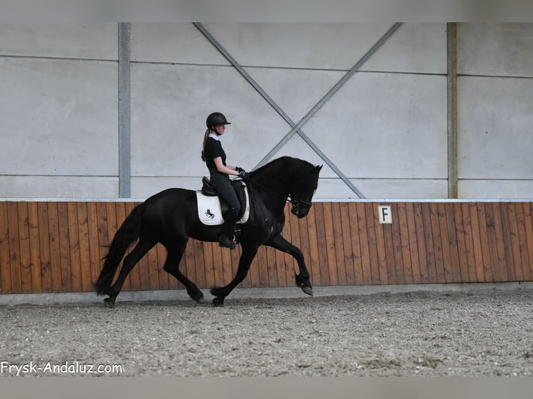 Fries paard Hengst 3 Jaar 163 cm Zwart in Mijnsheerenland