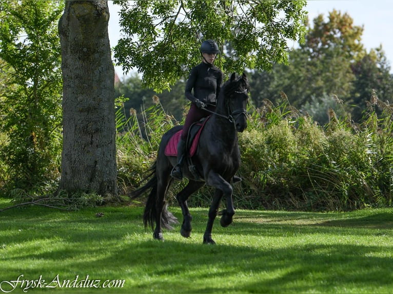 Fries paard Hengst 3 Jaar 163 cm Zwart in Mijnsheerenland