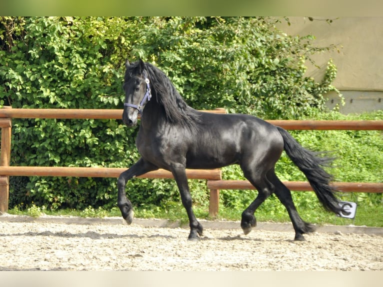 Fries paard Hengst 3 Jaar 163 cm Zwart in Ochtendung