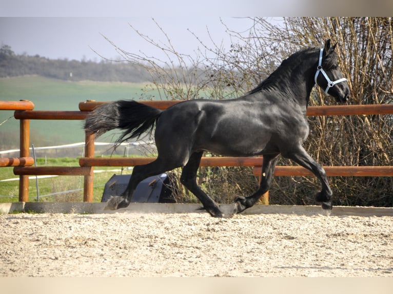 Fries paard Hengst 3 Jaar 163 cm Zwart in Ochtendung