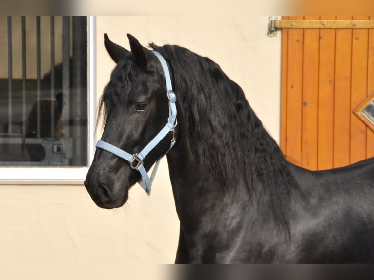 Fries paard Hengst 3 Jaar 163 cm Zwart in Ochtendung