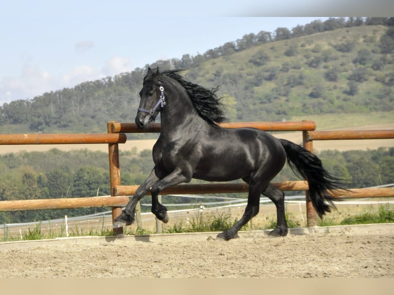 Fries paard Hengst 3 Jaar 163 cm Zwart in Ochtendung