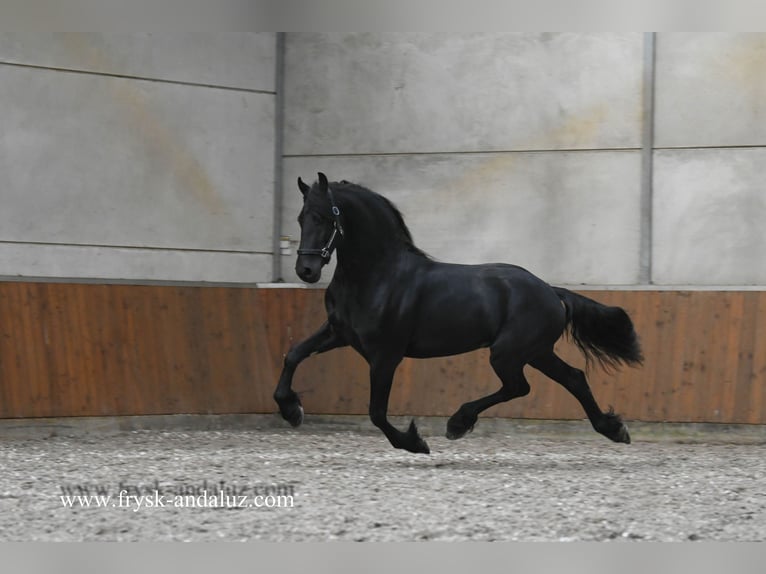 Fries paard Hengst 3 Jaar 163 cm Zwart in Mijnsheerenland