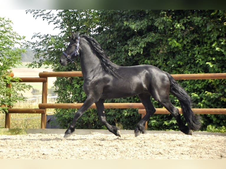 Fries paard Hengst 3 Jaar 163 cm Zwart in Ochtendung