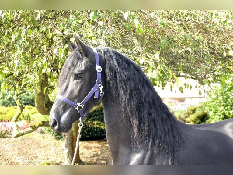 Fries paard Hengst 3 Jaar 163 cm Zwart in Ochtendung