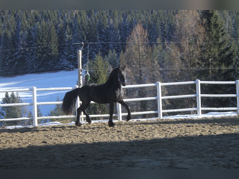 Fries paard Hengst 3 Jaar 164 cm Zwart in Bad Kleinkirchheim