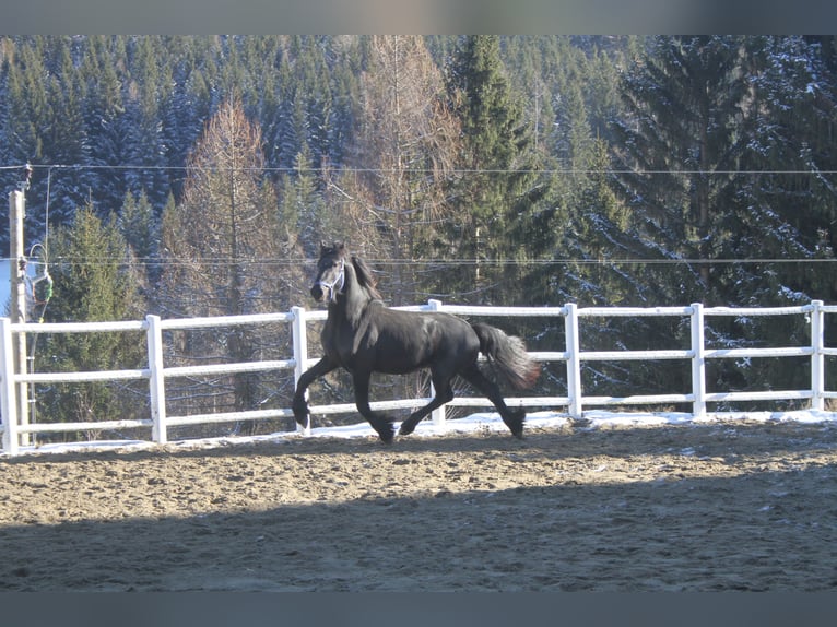 Fries paard Hengst 3 Jaar 164 cm Zwart in Bad Kleinkirchheim