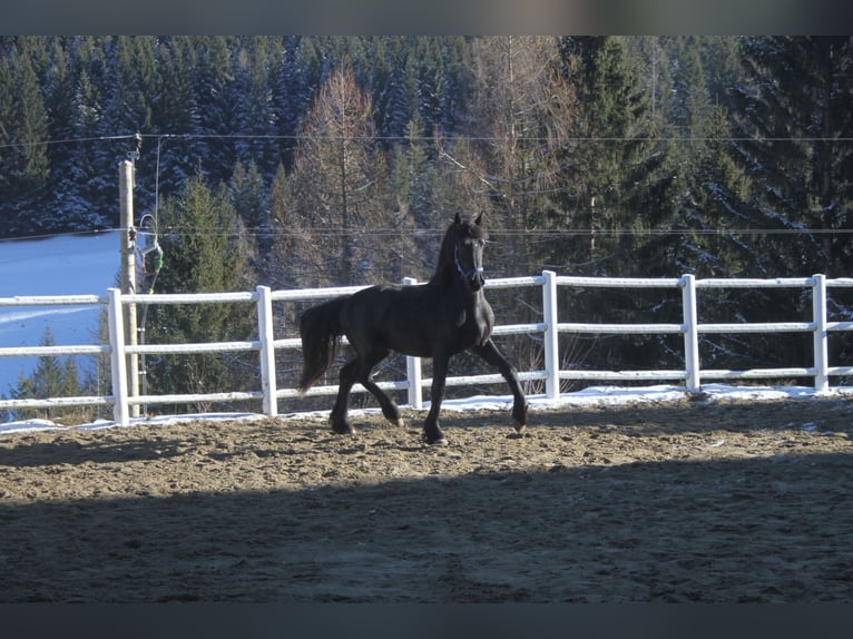 Fries paard Hengst 3 Jaar 164 cm Zwart in Bad Kleinkirchheim