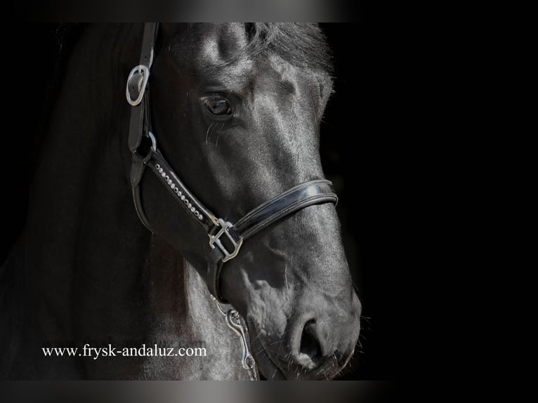Fries paard Hengst 3 Jaar 164 cm Zwart in Mijnsheerenland