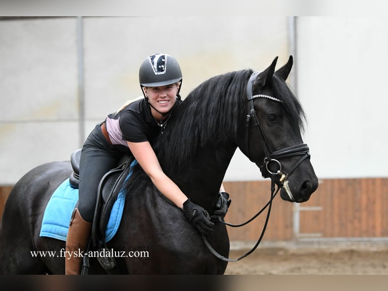 Fries paard Hengst 3 Jaar 164 cm Zwart in Mijnsheerenland