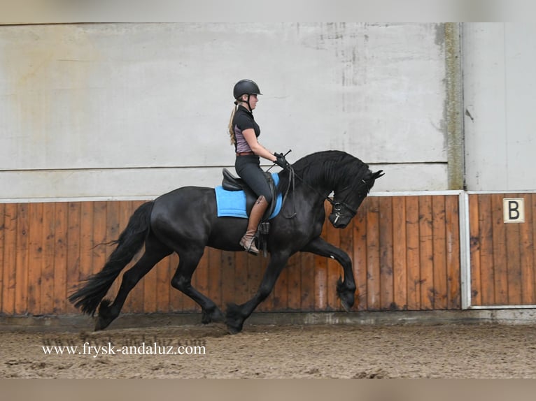 Fries paard Hengst 3 Jaar 164 cm Zwart in Mijnsheerenland