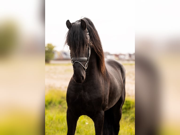 Fries paard Hengst 3 Jaar 164 cm Zwart in Ee
