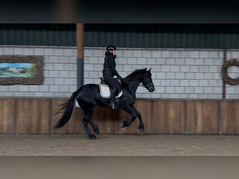 Fries paard Hengst 3 Jaar 164 cm Zwart in Oud Gastel