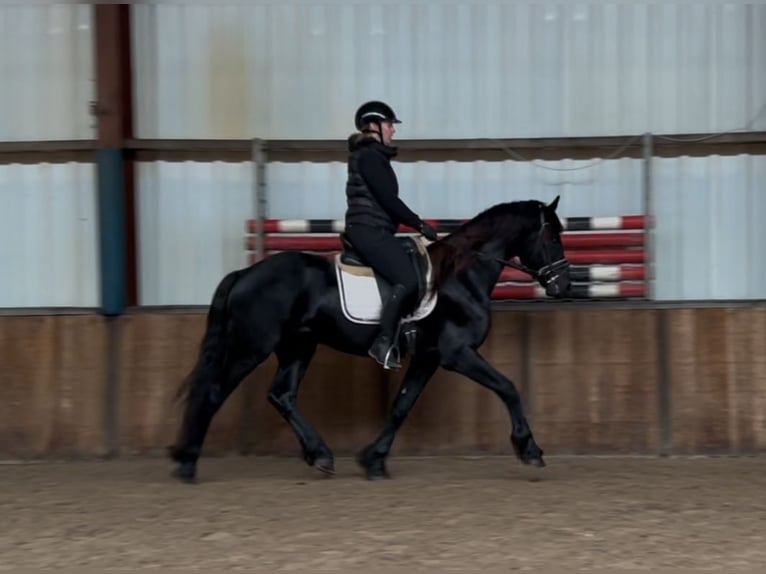 Fries paard Hengst 3 Jaar 164 cm Zwart in Oud Gastel