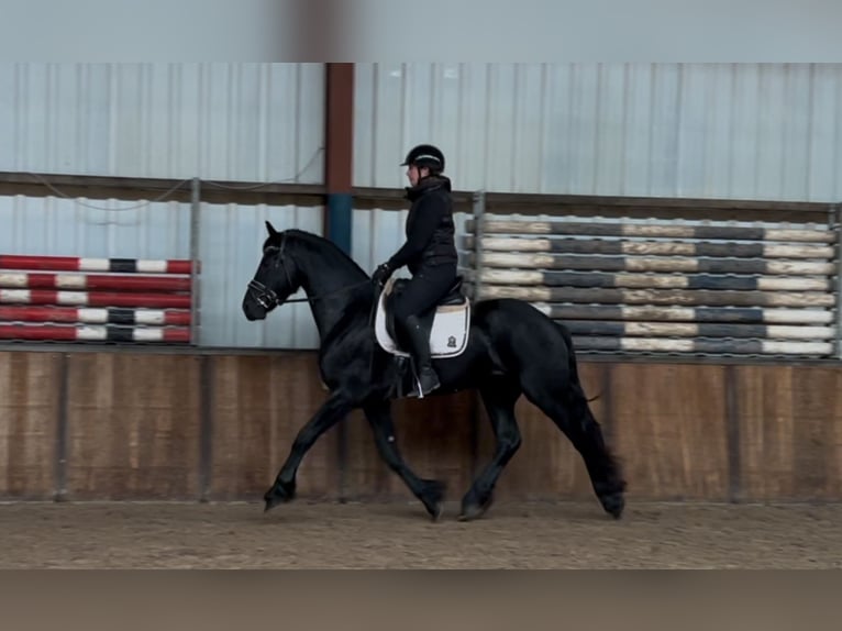 Fries paard Hengst 3 Jaar 164 cm Zwart in Oud Gastel