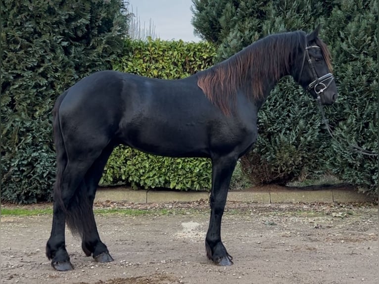 Fries paard Hengst 3 Jaar 164 cm Zwart in Oud Gastel