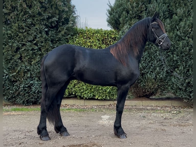 Fries paard Hengst 3 Jaar 164 cm Zwart in Oud Gastel