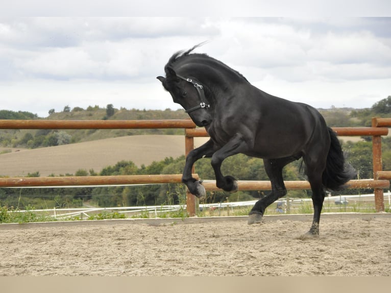 Fries paard Hengst 3 Jaar 164 cm Zwart in Ochtendung