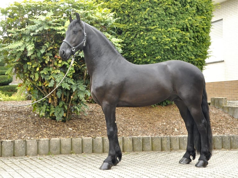 Fries paard Hengst 3 Jaar 164 cm Zwart in Ochtendung