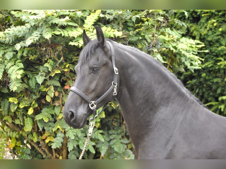 Fries paard Hengst 3 Jaar 164 cm Zwart in Ochtendung