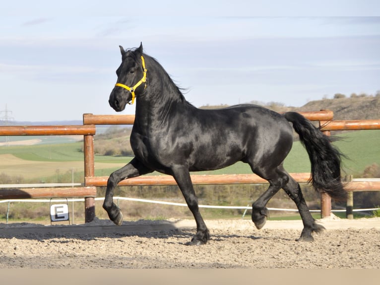 Fries paard Hengst 3 Jaar 164 cm Zwart in Ochtendung