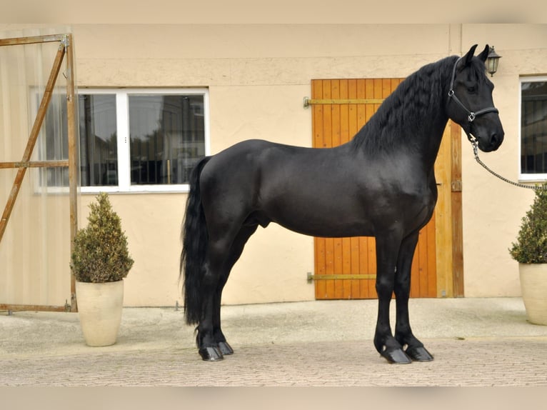 Fries paard Hengst 3 Jaar 164 cm Zwart in Ochtendung