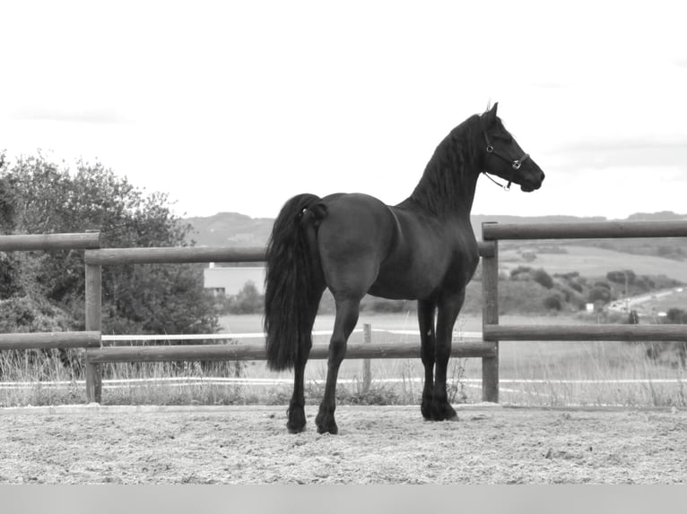 Fries paard Hengst 3 Jaar 164 cm Zwart in Ochtendung