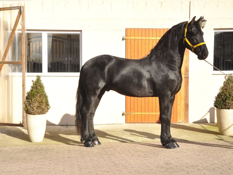 Fries paard Hengst 3 Jaar 164 cm Zwart in Ochtendung