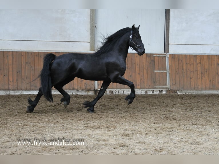 Fries paard Hengst 3 Jaar 164 cm Zwart in Mijnsheerenland