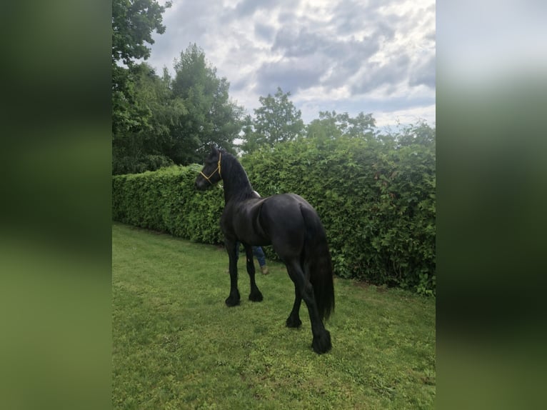 Fries paard Hengst 3 Jaar 165 cm Zwart in Videm pri Ptuju