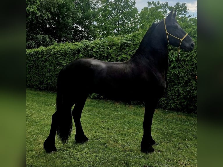 Fries paard Hengst 3 Jaar 165 cm Zwart in Videm pri Ptuju