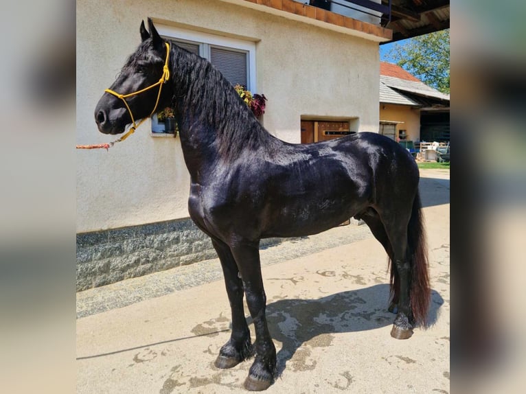 Fries paard Hengst 3 Jaar 165 cm Zwart in Videm pri Ptuju