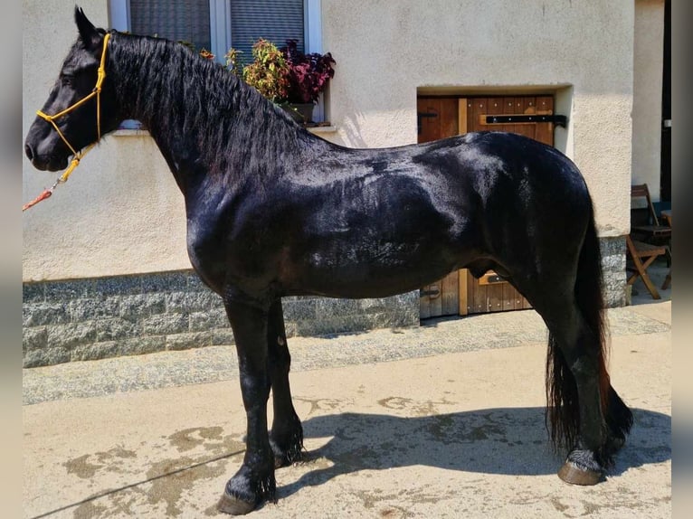 Fries paard Hengst 3 Jaar 165 cm Zwart in Videm pri Ptuju