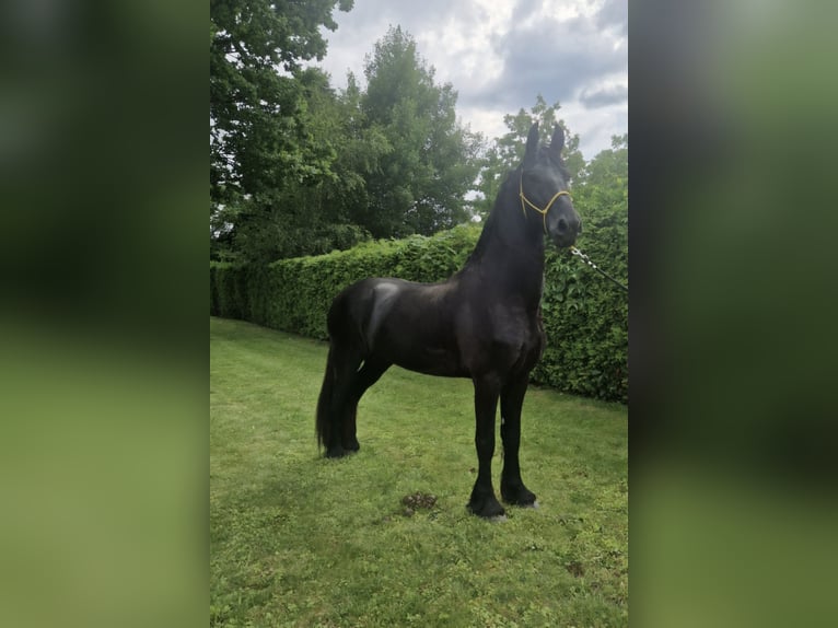 Fries paard Hengst 3 Jaar 165 cm Zwart in Videm pri Ptuju