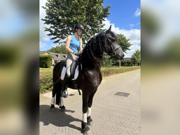 Fries paard Hengst 3 Jaar 165 cm Zwart in Balk