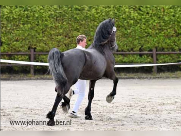 Fries paard Hengst 3 Jaar 165 cm Zwart in Balk