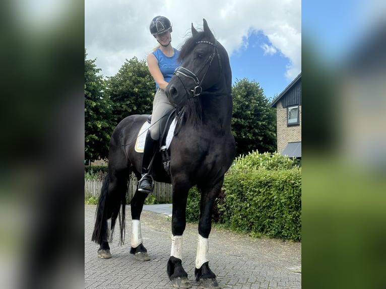 Fries paard Hengst 3 Jaar 165 cm Zwart in Balk