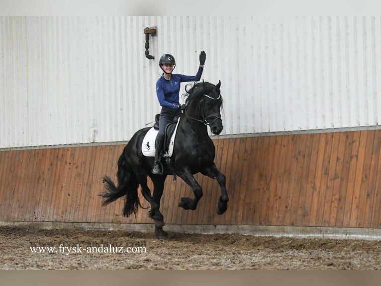 Fries paard Hengst 3 Jaar 165 cm Zwart in Mijnsheerenland