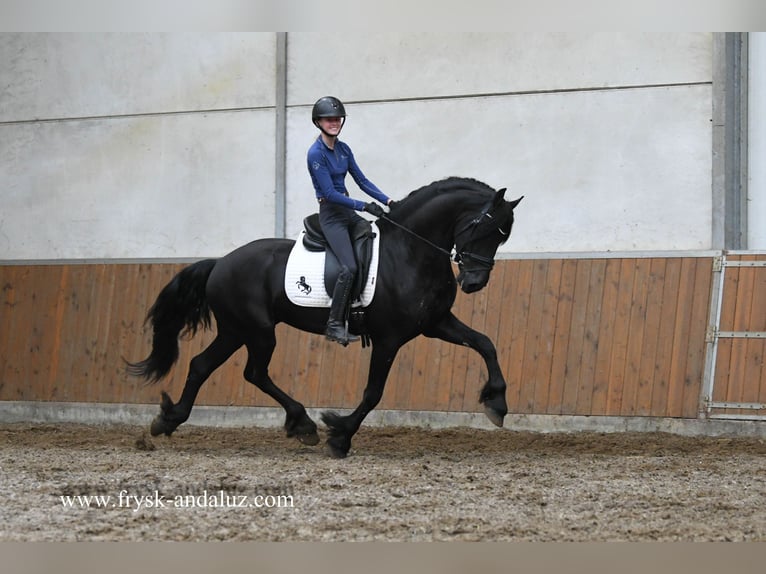 Fries paard Hengst 3 Jaar 165 cm Zwart in Mijnsheerenland