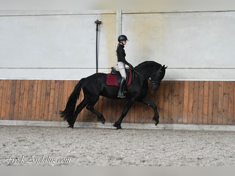 Fries paard Hengst 3 Jaar 165 cm Zwart in Mijnsheerenland